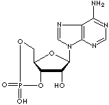 CYCLIC AMP